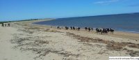 les zebus a la plage